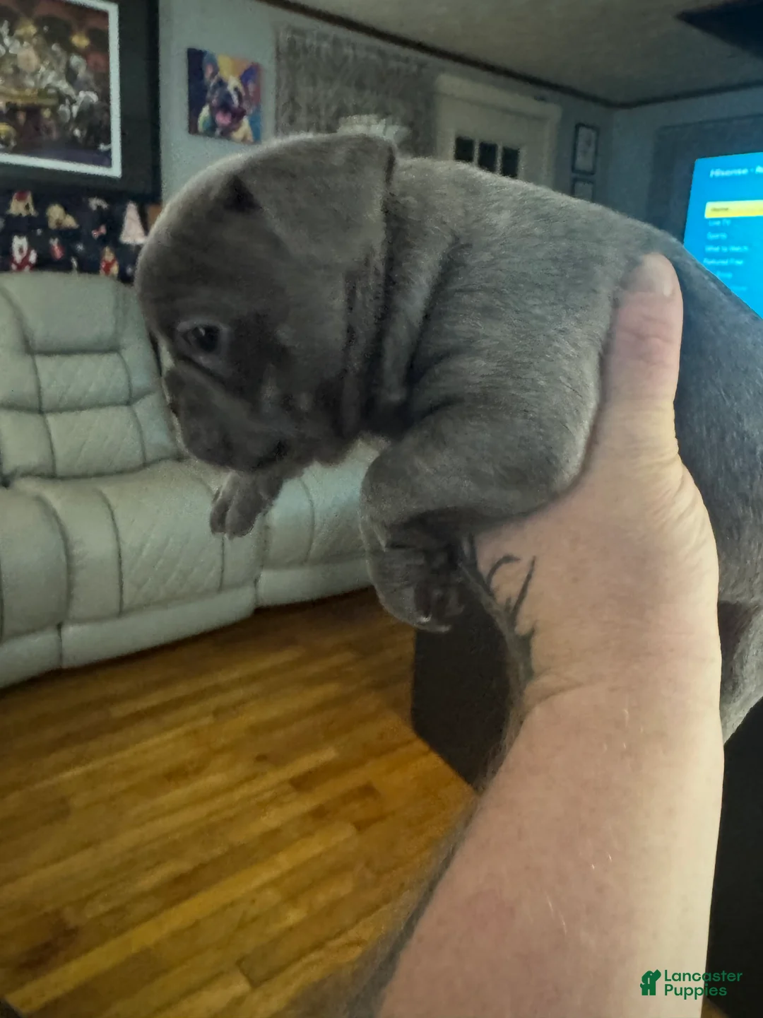 French Bulldog dogs for sale: Baby girl - Ad 2