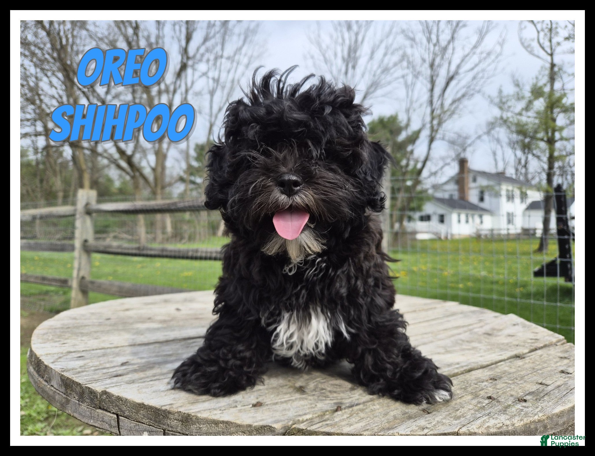 Shihpoo dogs Oreo - Ad 1