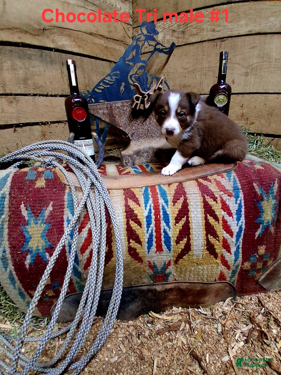 Border Collie dogs for sale: Border Collie Puppy 3 - Ad 1