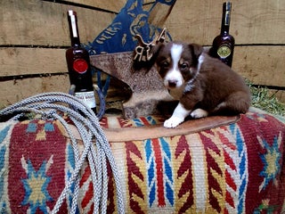 Border Collie dogs Border Collie Puppy 3 - Ad 25