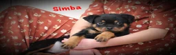 Rottweiler dogs for sale: Simba - Ad 3