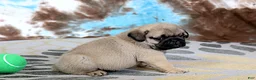 Pug dogs for sale: Carlos - Ad 7