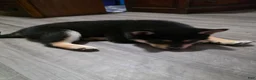 Shiba Inu dogs for sale: Shiba Inu 1 - Ad 2