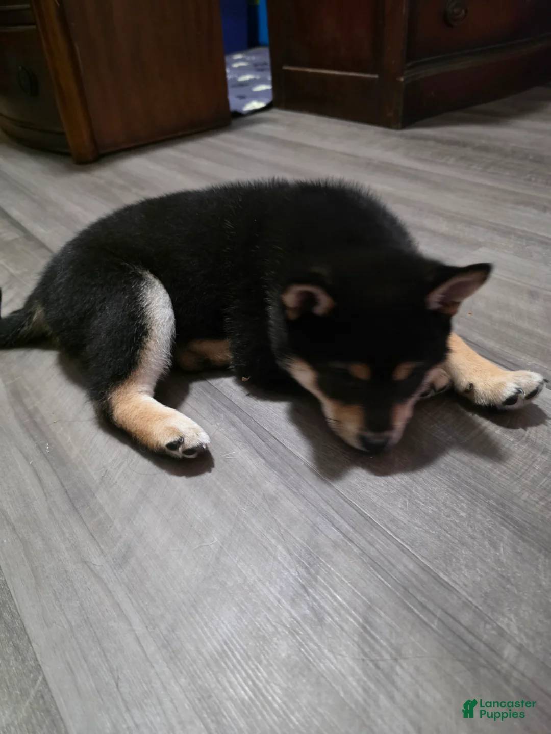 Shiba Inu dogs for sale: Shiba Inu 1 - Ad 2