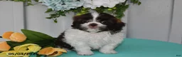 Shih Tzu dogs for sale: Tulip - Ad 2