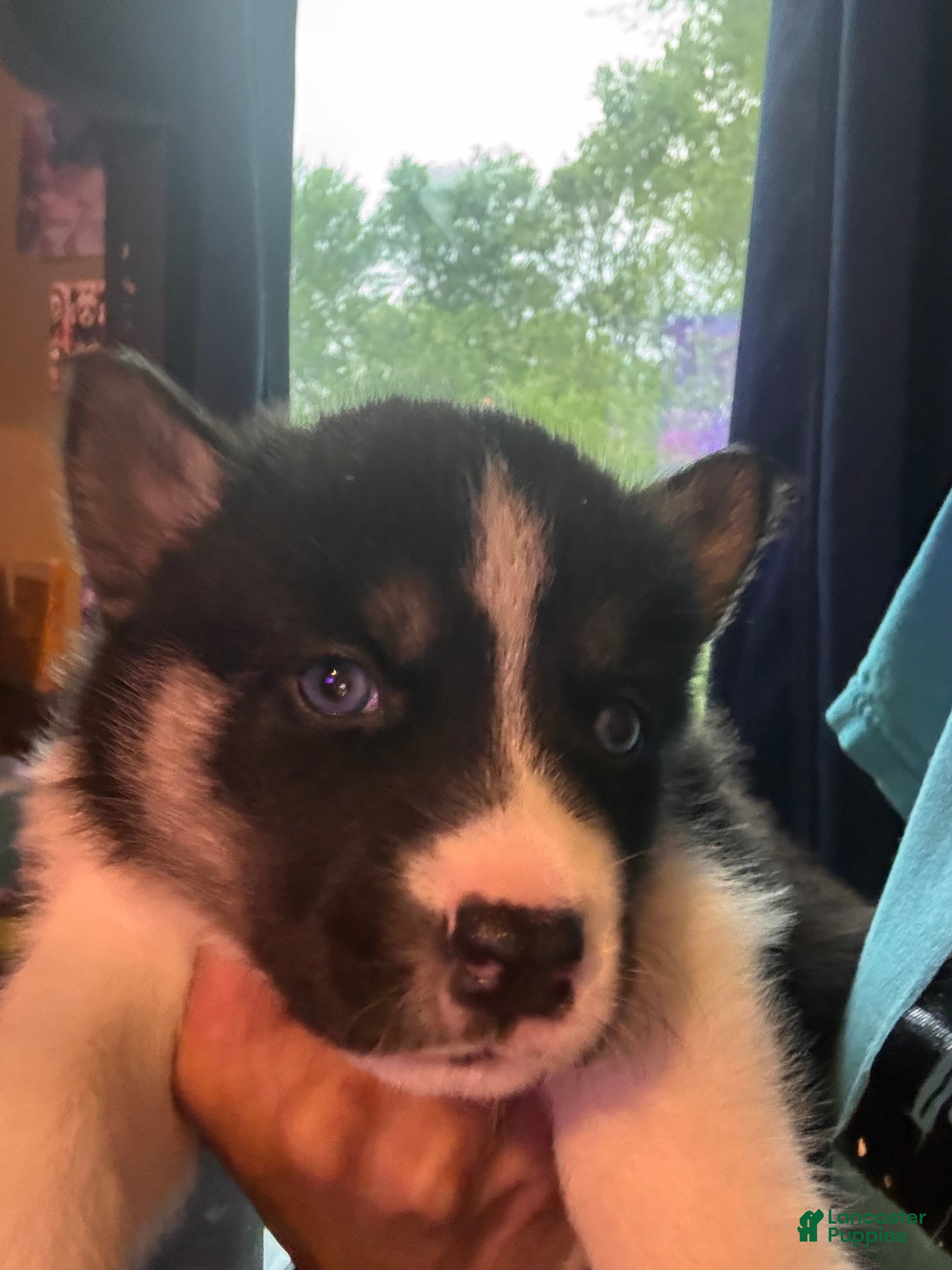 Siberian Husky dogs Siberian Husky Puppy 4 - Ad 22