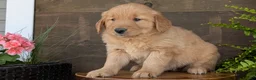 Golden Retriever dogs for sale: Chandler - Ad 7