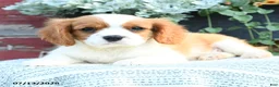 Cavalier King Charles Spaniel dogs for sale: Jace - Ad 4