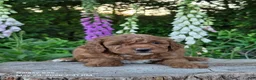 Mini Goldendoodle dogs for sale: Cuddles  - Ad 3