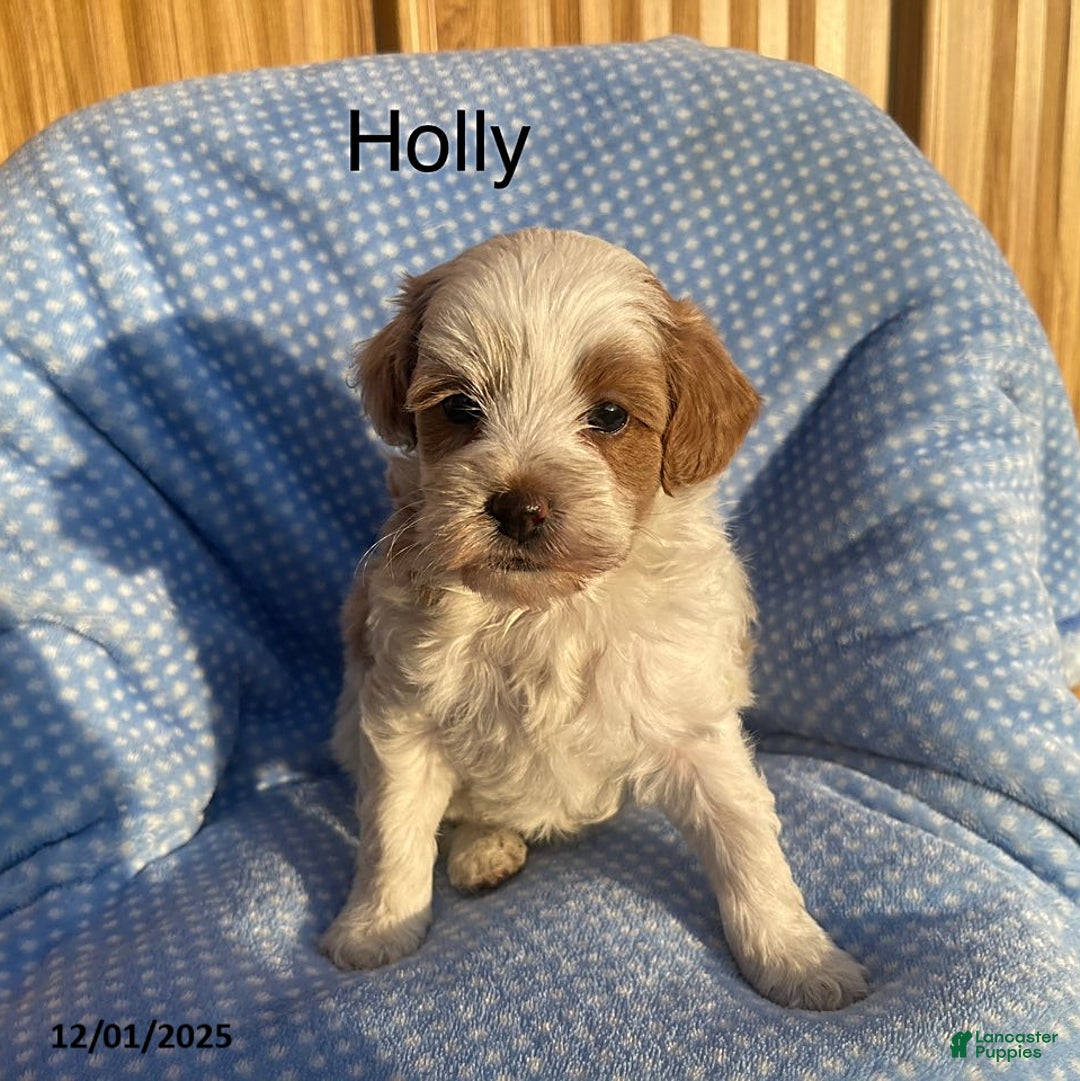 Cavapoo dogs for sale: Holly - Ad 1