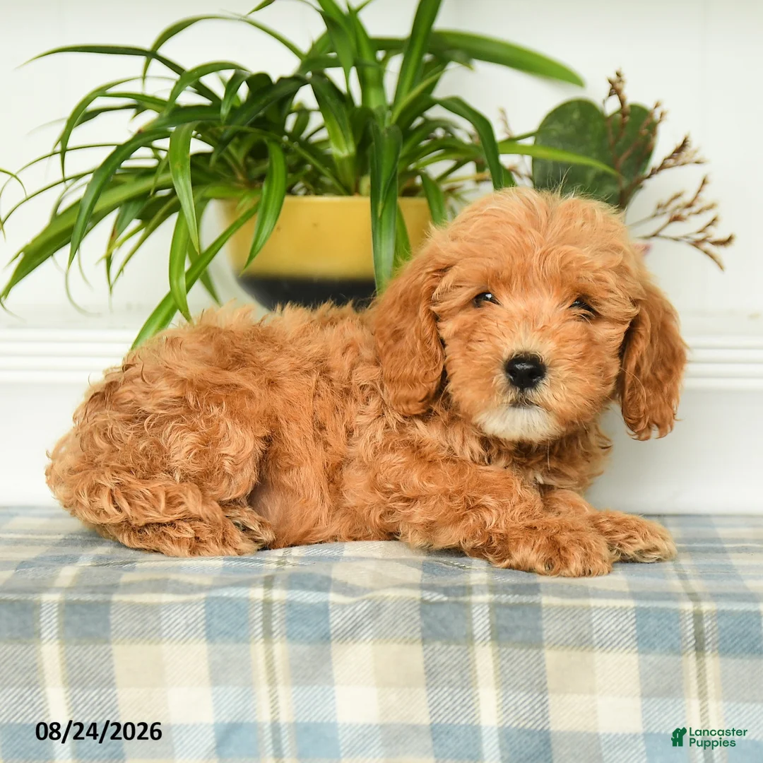 Mini Goldendoodle dogs for sale: Tommy - Ad 2