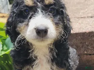 Mini Bernedoodle dogs for sale: Wave - Ad 4