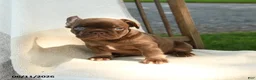 French Bulldog dogs for sale: Reese - Ad 4
