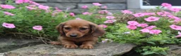 Miniature Dachshund dogs for sale: Zane - Ad 7