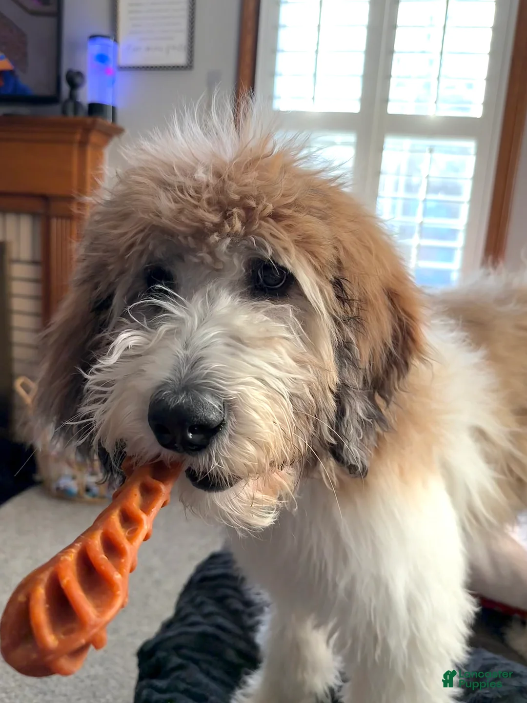 Saint Berdoodles dogs for sale: Saint Berdoodle 6mo Puppy - Ad 5