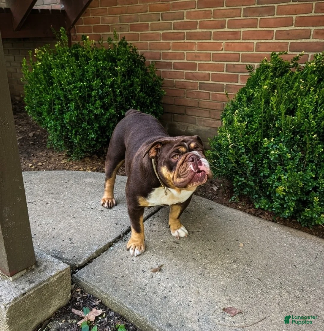English Bulldog dogs for sale: Dandy - Ad 6