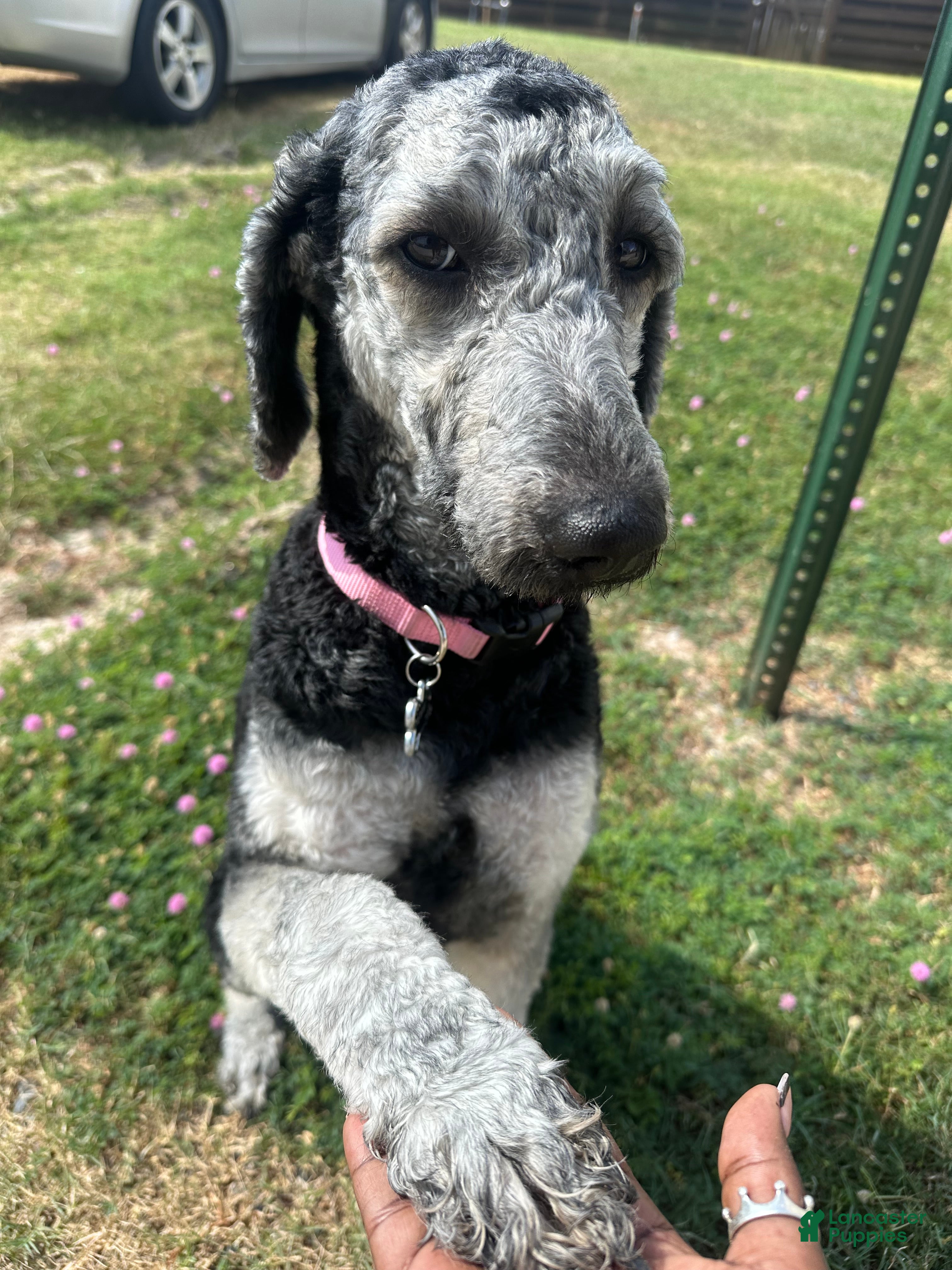 Standard Poodle dogs for sale: Standard Poodle 3 - Ad 2