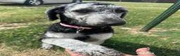 Standard Poodle dogs for sale: Standard Poodle 4 - Ad 2