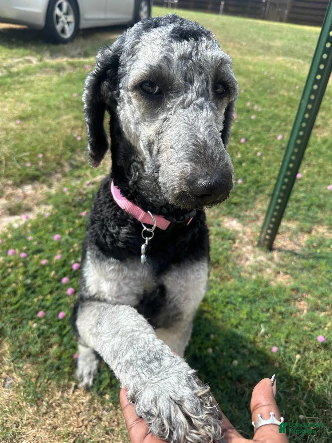 Standard Poodle dogs for sale: Standard Poodle 4 - Ad 2