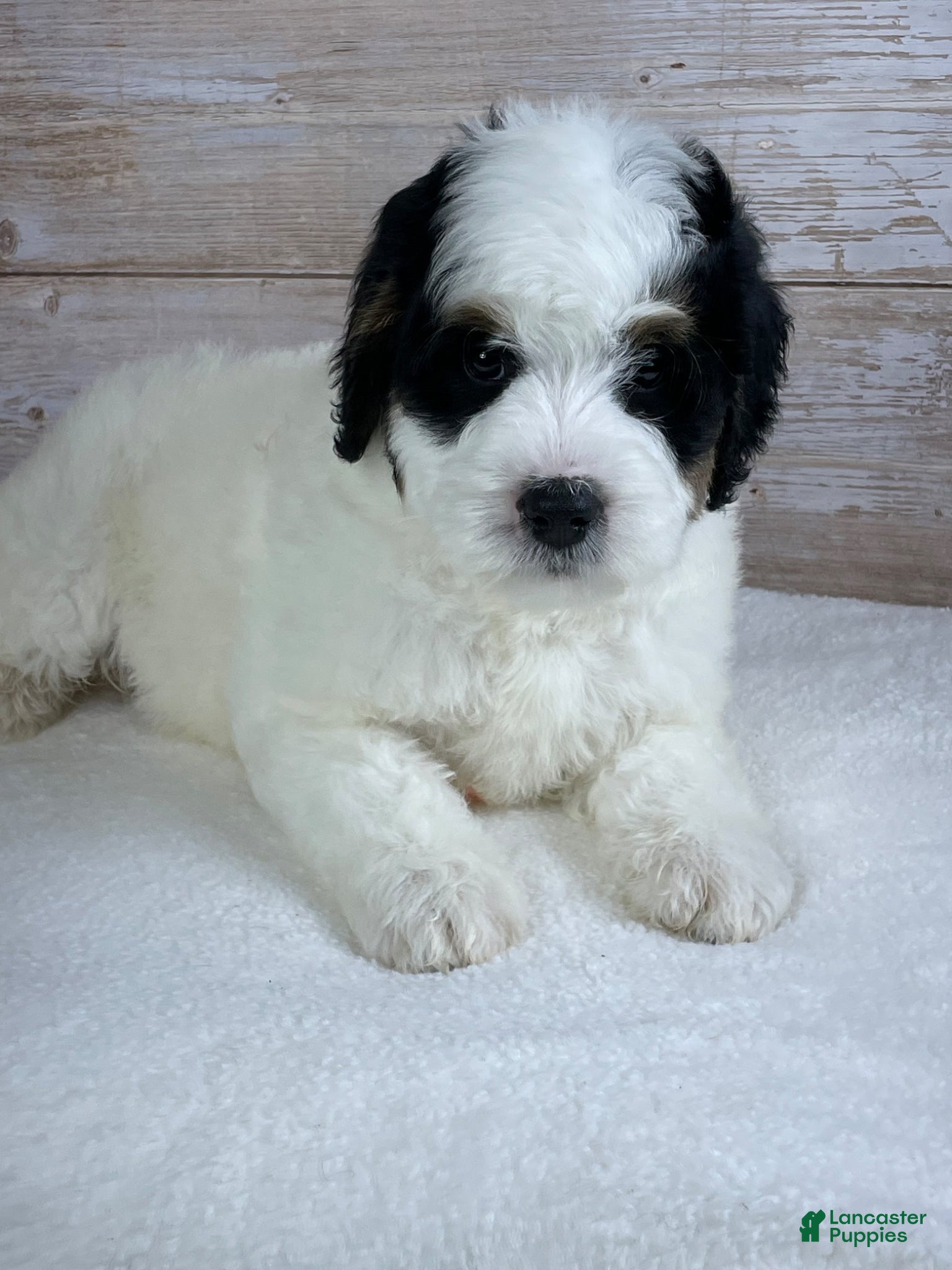 Bernedoodle dogs Patch - Ad 1