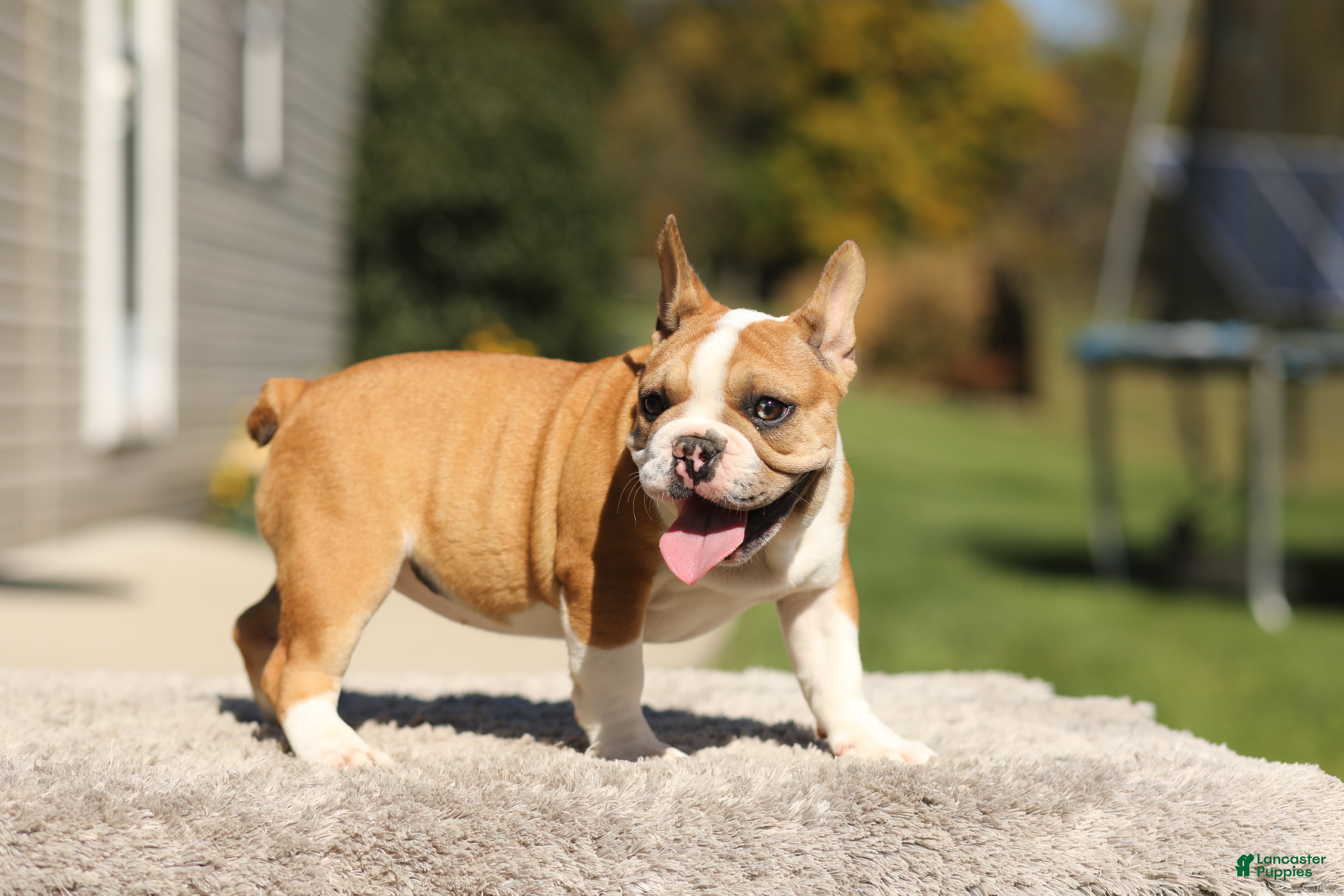 French Bulldog dogs Oasis – Fawn/White - Ad 2