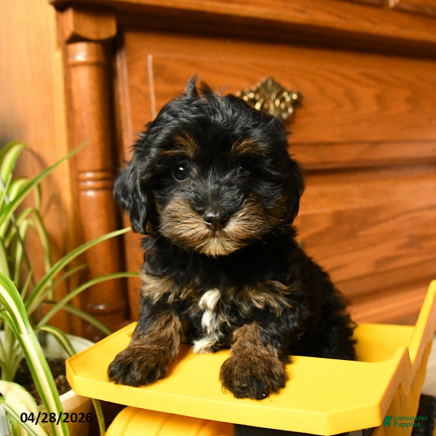 Havapoo dogs Sprinkle - Ad 2