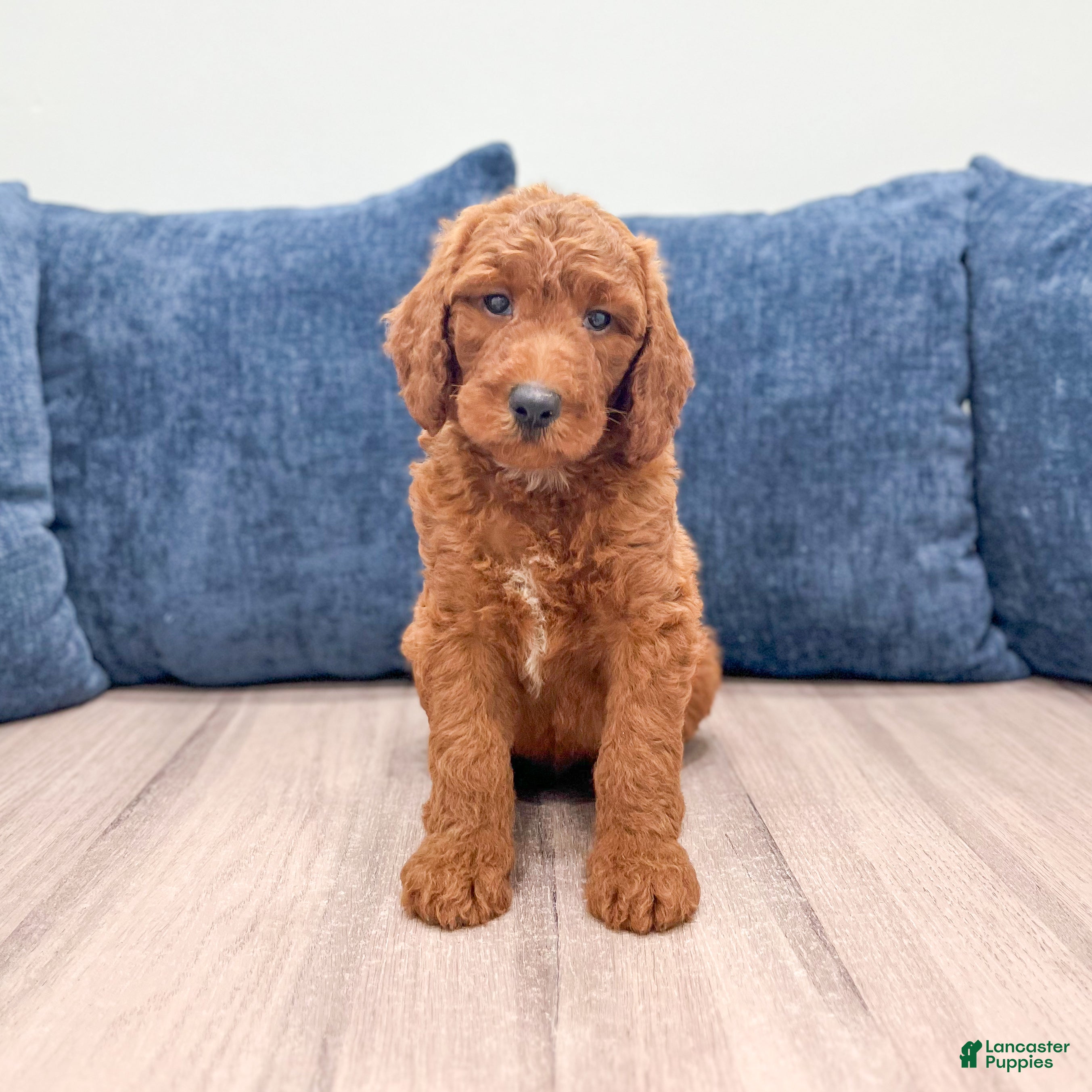 Mini Goldendoodle dogs Odie - Ad 1