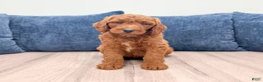 Odie