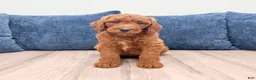 Mini Goldendoodle dogs for sale: Odie - Ad 1
