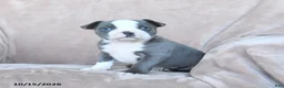 Boston Terrier dogs for sale: Elmo - Ad 2
