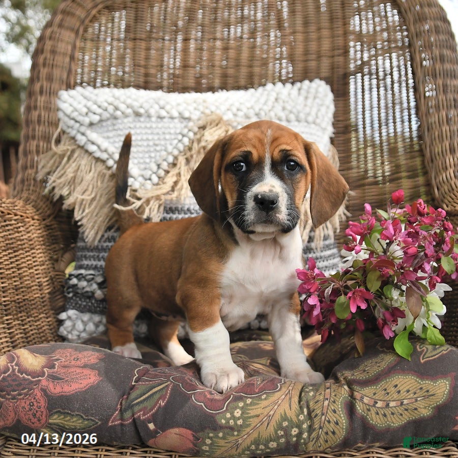 Mixed Breed dogs Pecan - Ad 1