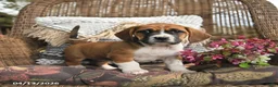 Mixed Breed dogs for sale: Pecan - Ad 1