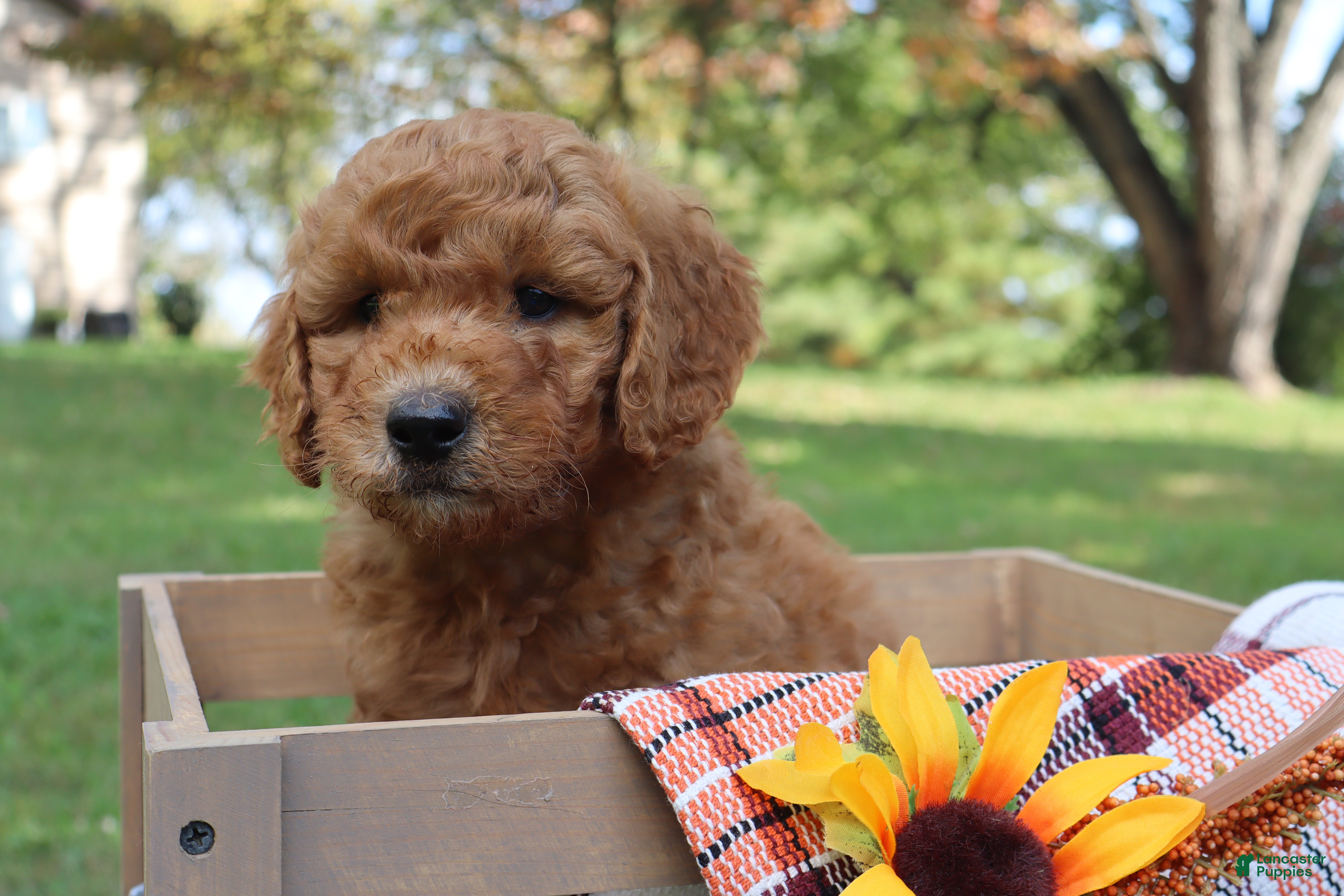 Mini Goldendoodle dogs Cookie - Ad 1