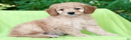 Mini Goldendoodle dogs for sale: Amber - Ad 6
