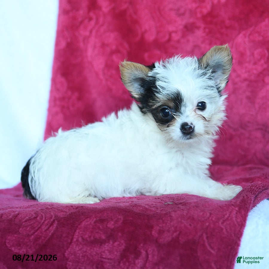 Yorkshire Terrier dogs Arthur - Ad 2