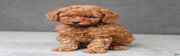 Toy Poodle dogs for sale: Percival - Ad 9