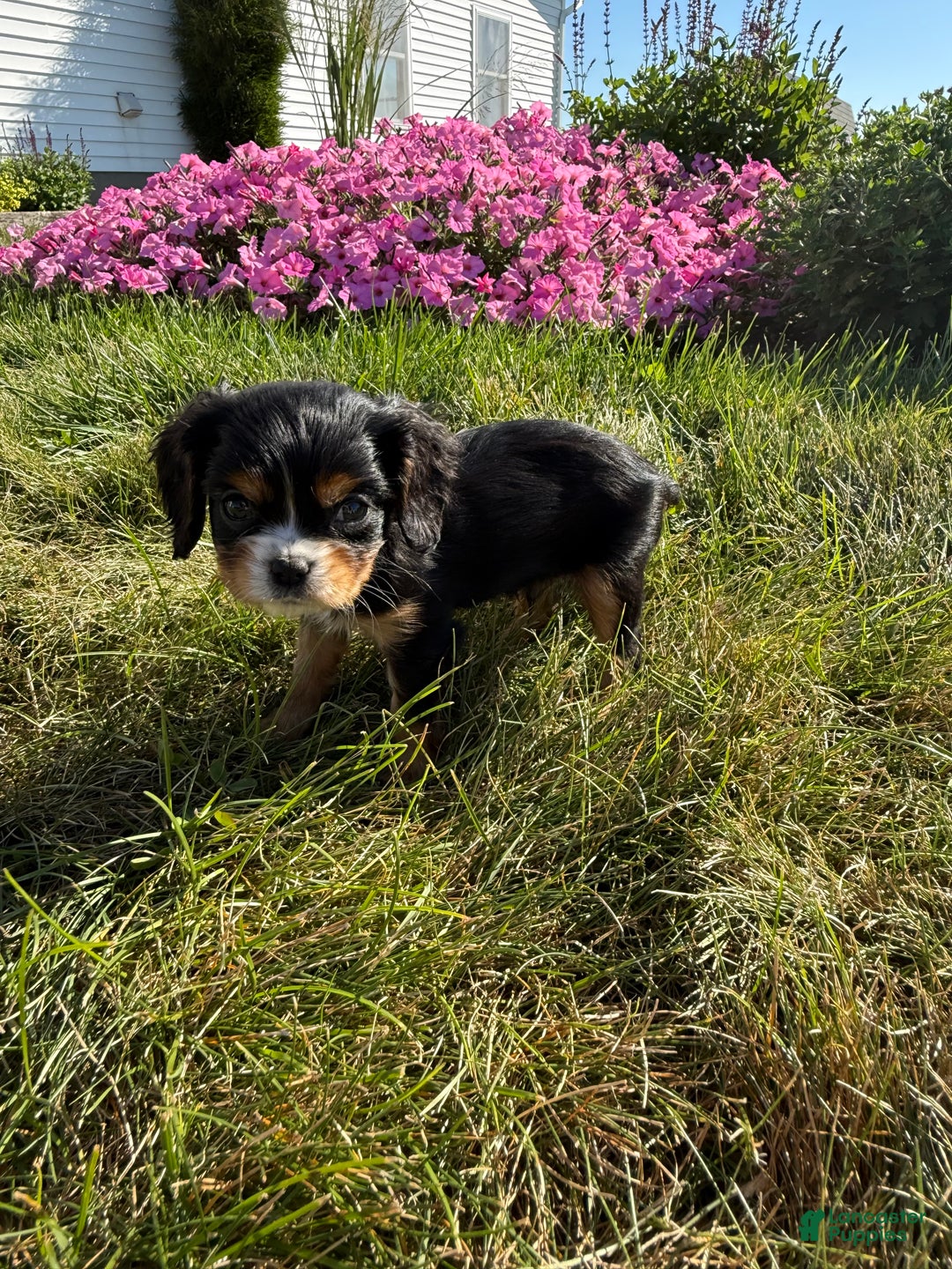 Cavalier King Charles Spaniel dogs for sale: Roscoe - Ad 24