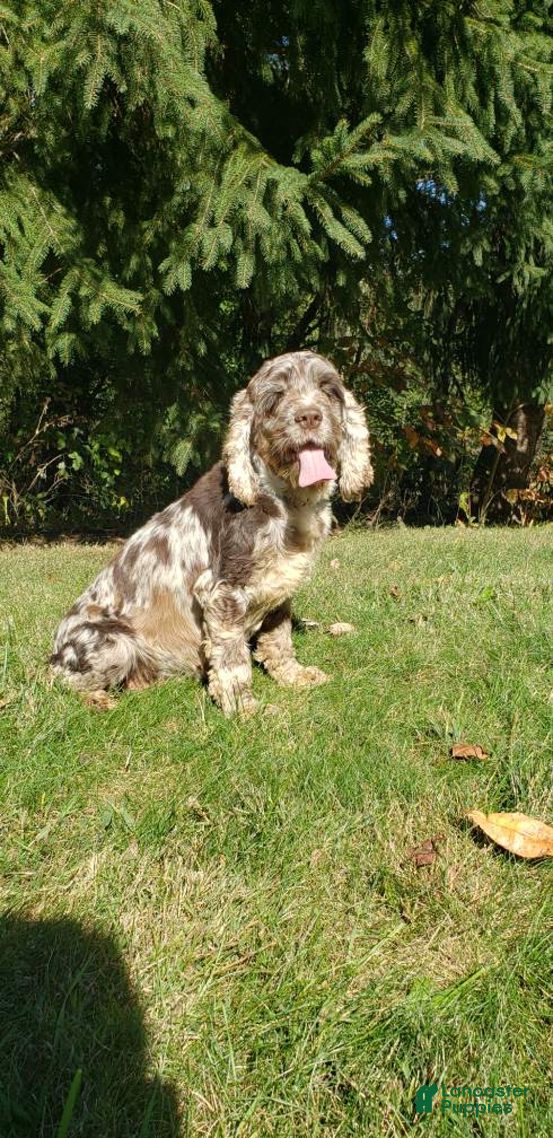 Cockapoo dogs for sale: Izzy - Ad 7