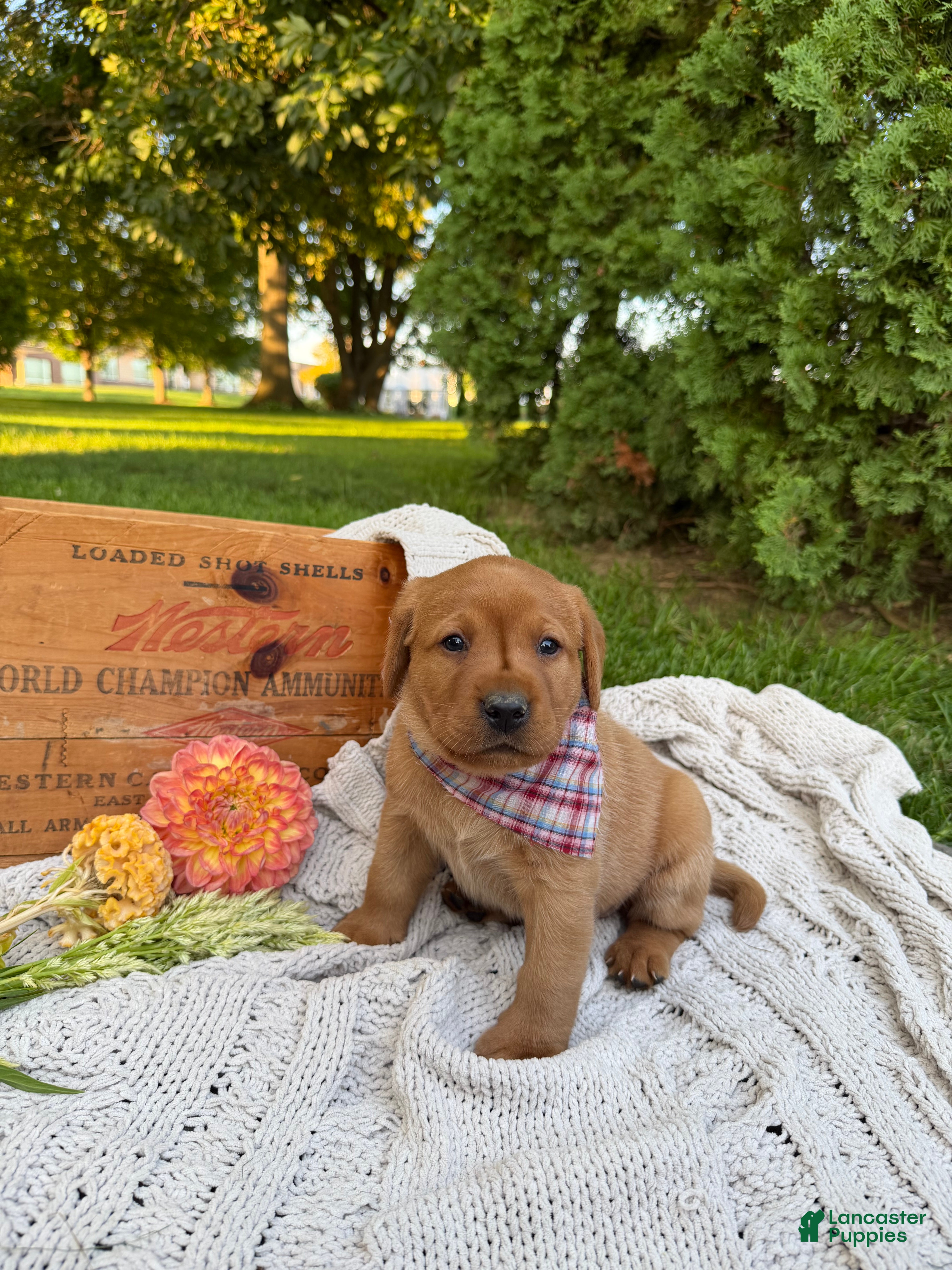 Labrador Retriever dogs for sale: Meadow - Ad 3