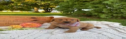 Labrador Retriever dogs for sale: Meadow - Ad 1