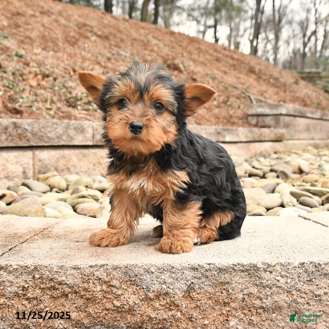 Yorkshire Terrier dogs for sale: Kira - Ad 2