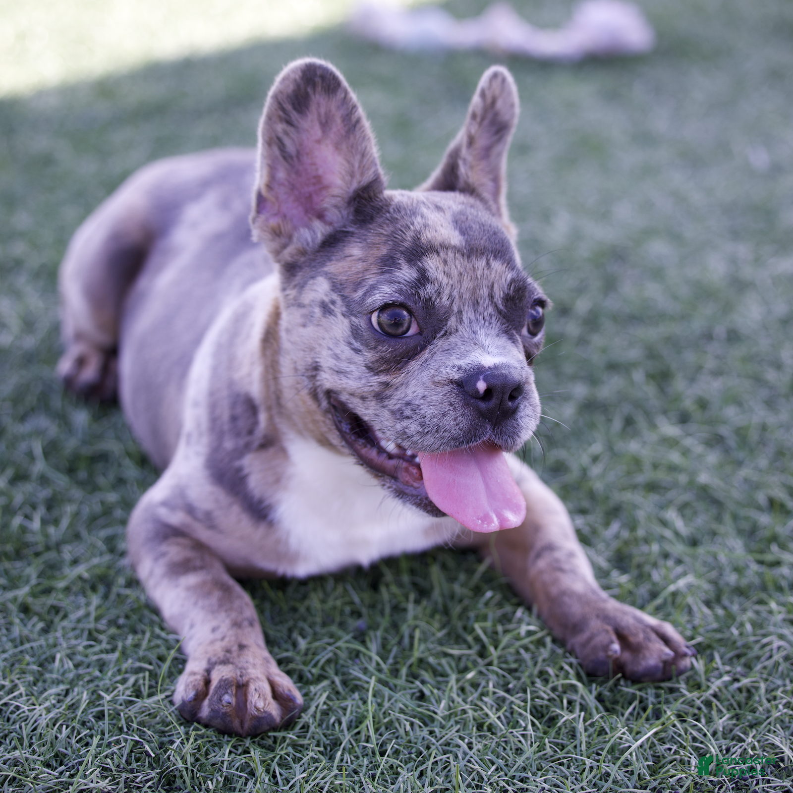 French Bulldog dogs  Ferrari  - Ad 2