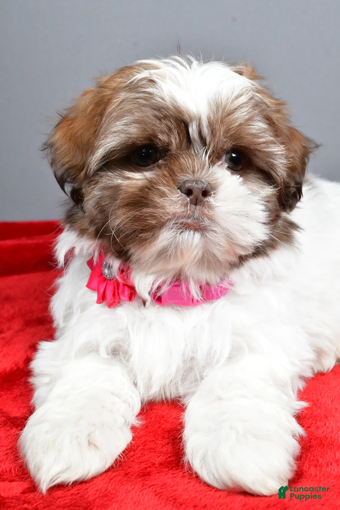 Shih Tzu dogs for sale: April - Ad 5