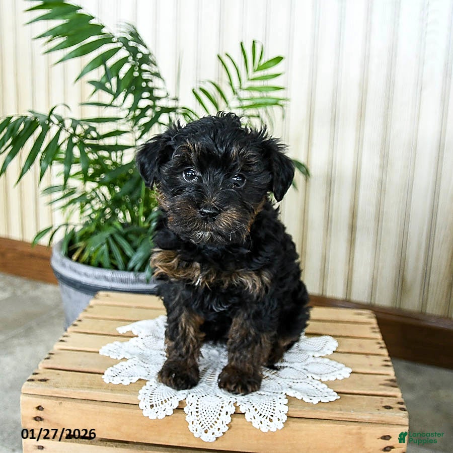 Yorkiepoo dogs Buddy - Ad 35