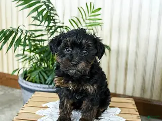 Yorkiepoo dogs Buddy - Ad 35