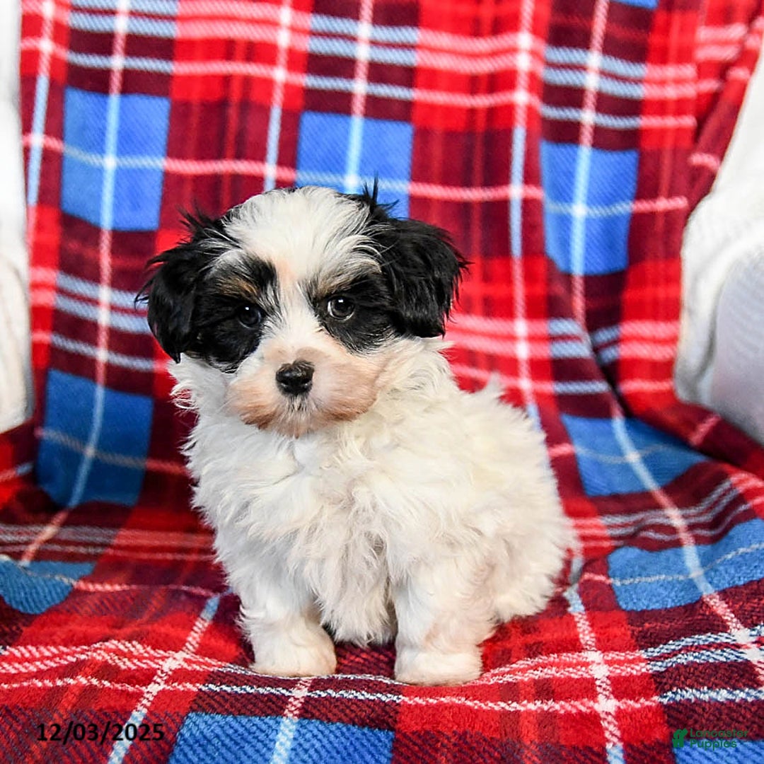 Malshi dogs for sale: Snoopy - Ad 3