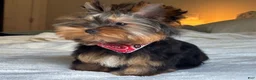 Yorkshire Terrier dogs for sale: Cody - Ad 16