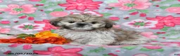 Shih Tzu dogs for sale: Scooter - Ad 1