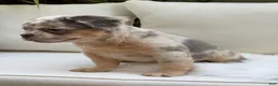 French Bulldog dogs for sale: Sophie - Ad 7