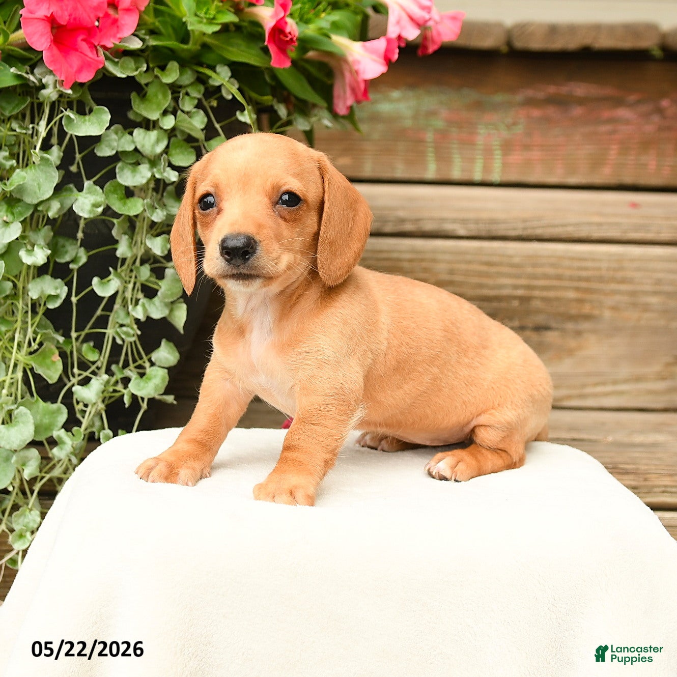 Dachshund dogs Shantelle - Ad 1